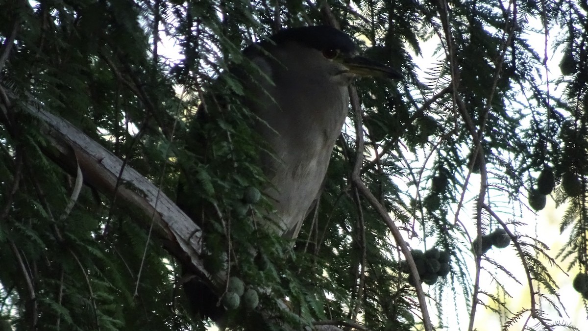 Black-crowned Night Heron - ML616270100