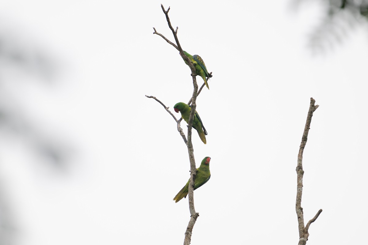 Great-billed Parrot - ML616270269