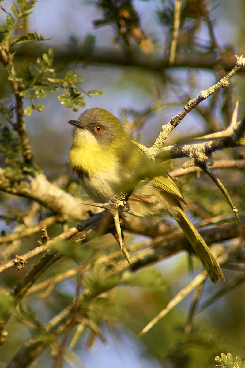 Yellow-breasted Apalis - ML616270273
