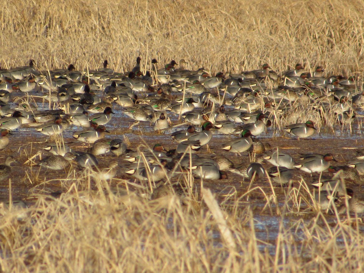 Green-winged Teal - ML616270433