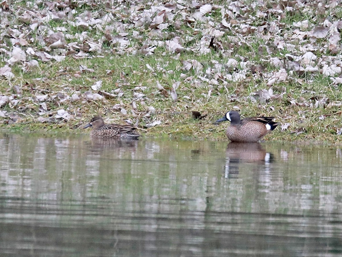 Blue-winged Teal - ML616270519
