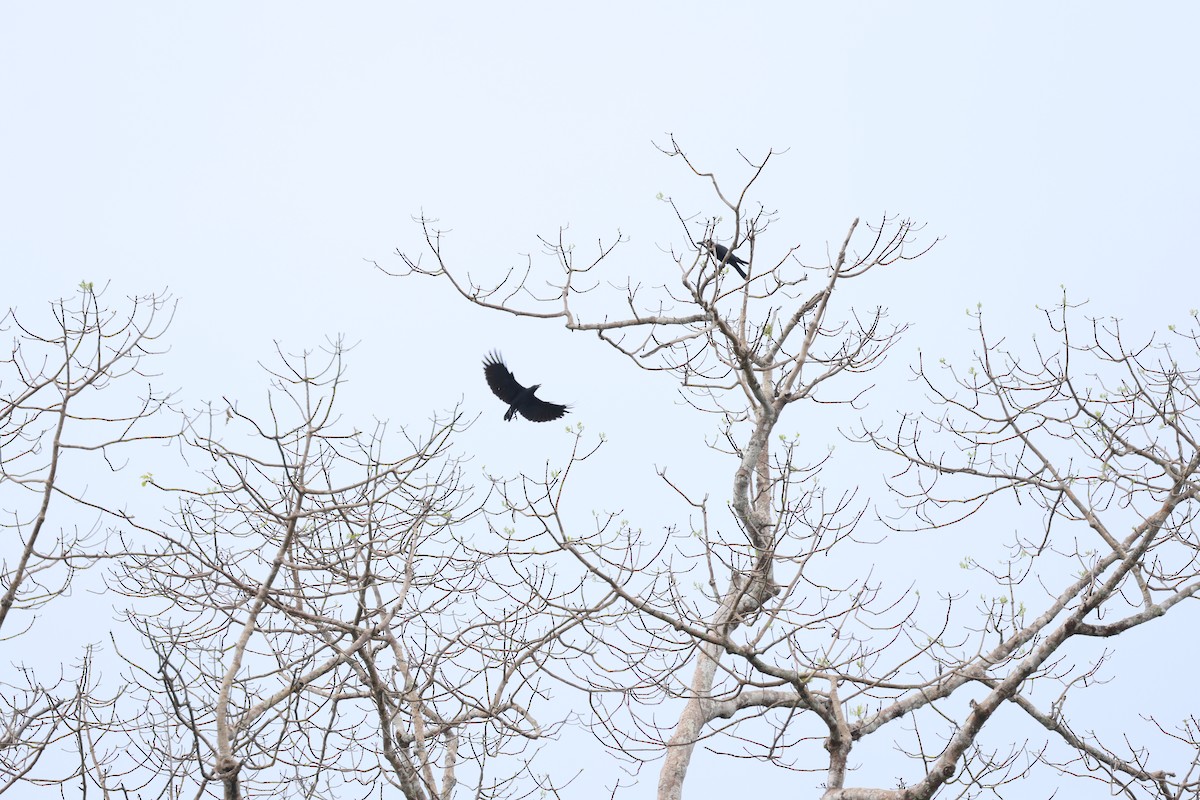 Slender-billed Crow - Chai Thiam Lau