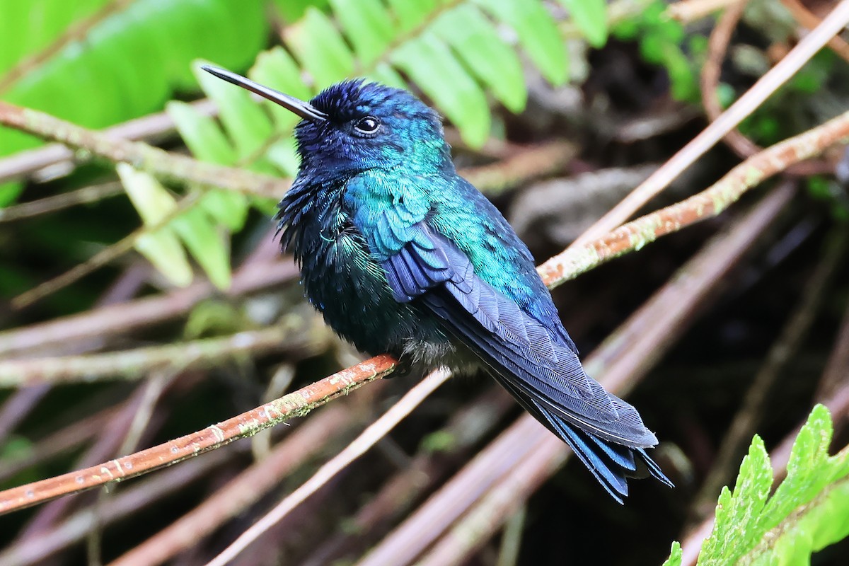 Blue-headed Hummingbird - ML616270731
