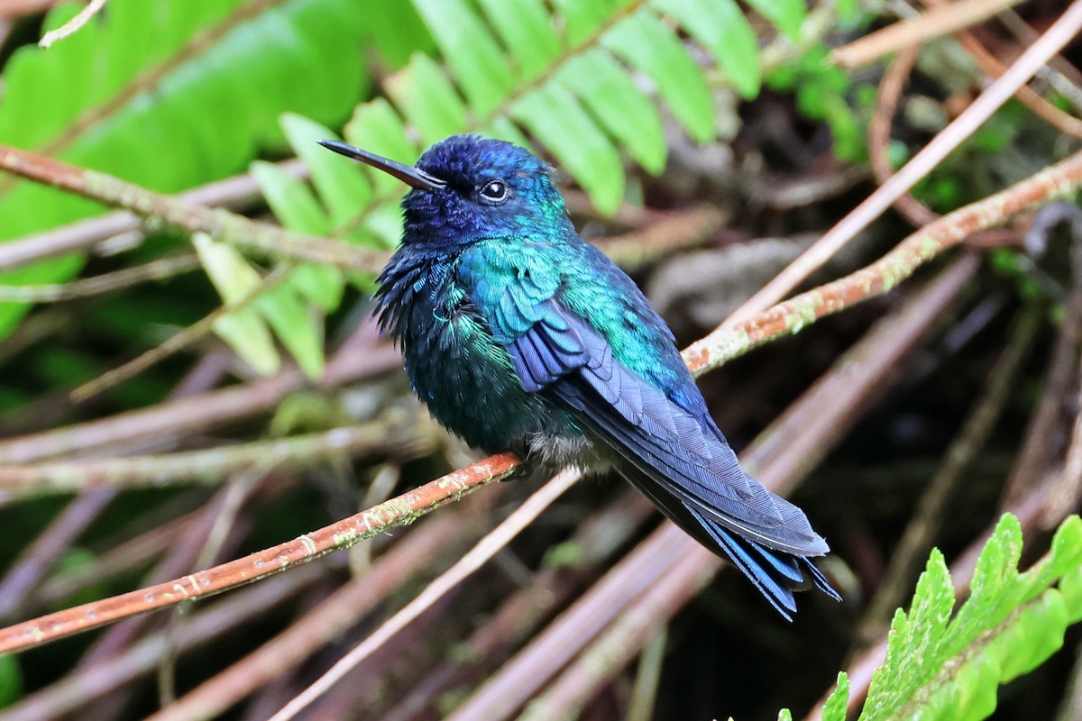 Blue-headed Hummingbird - ML616270732
