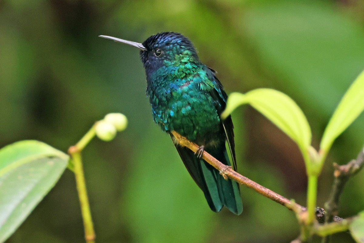 Blue-headed Hummingbird - Steven Whitebread
