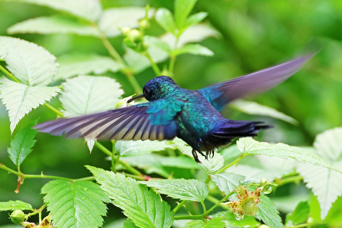Blue-headed Hummingbird - ML616270735