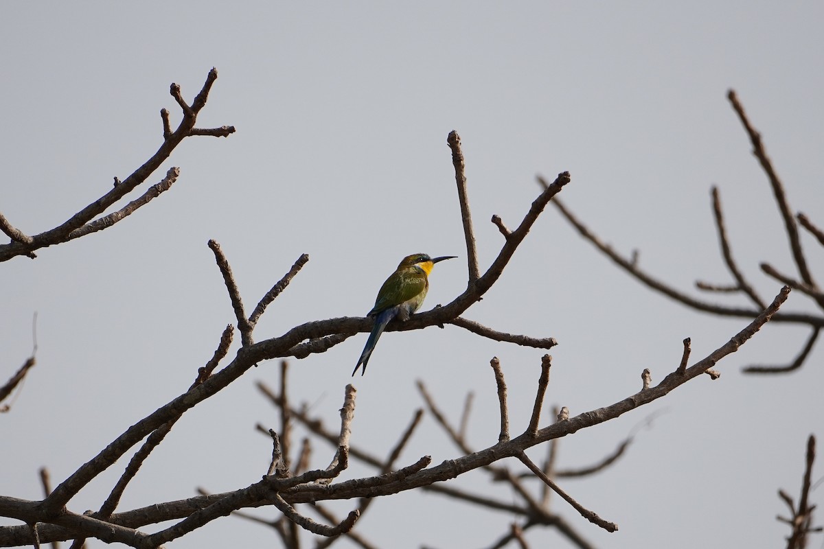 Swallow-tailed Bee-eater - ML616270919