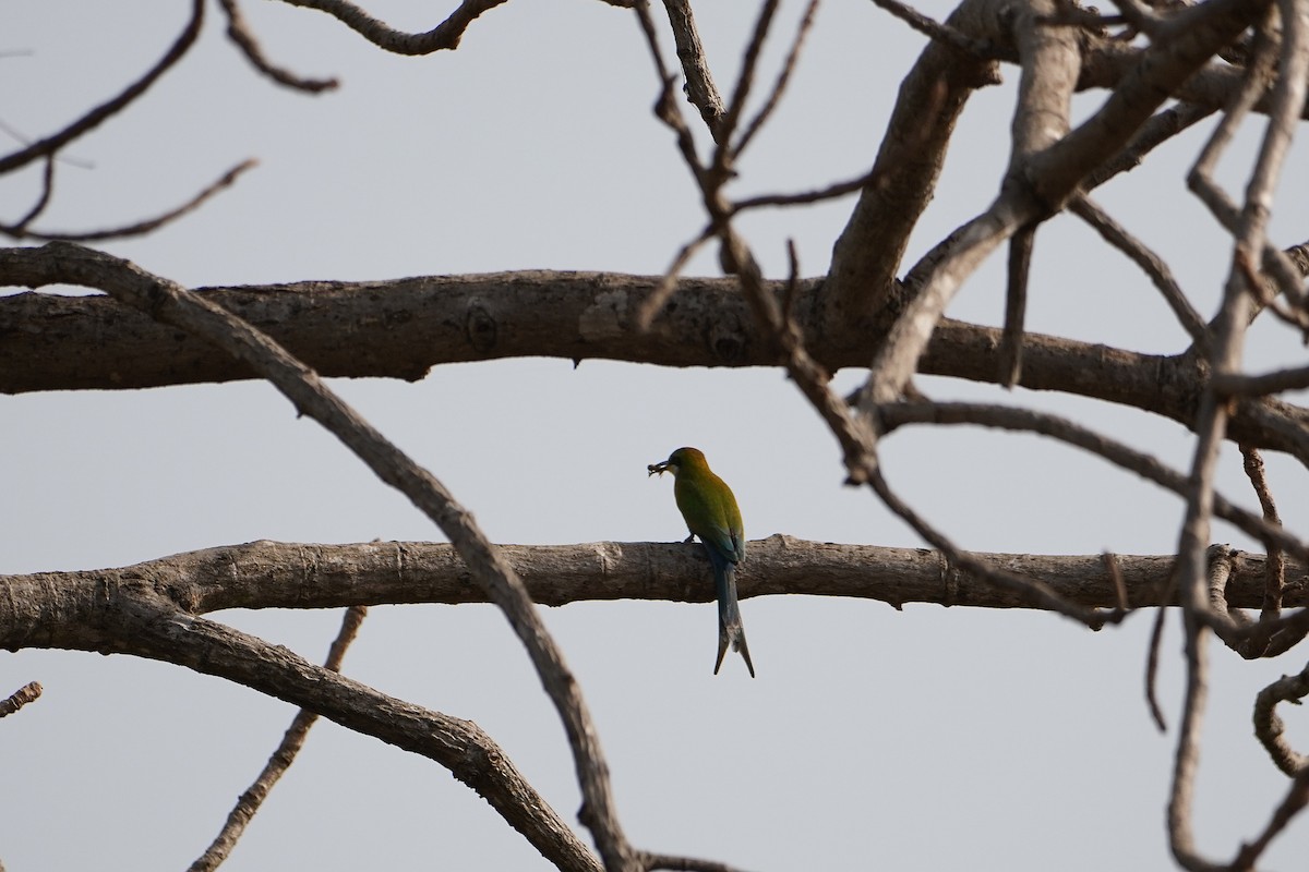 Swallow-tailed Bee-eater - ML616270920