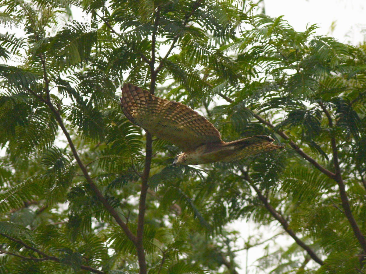 Philippine Hawk-Eagle - Liao Tzu-Chiang