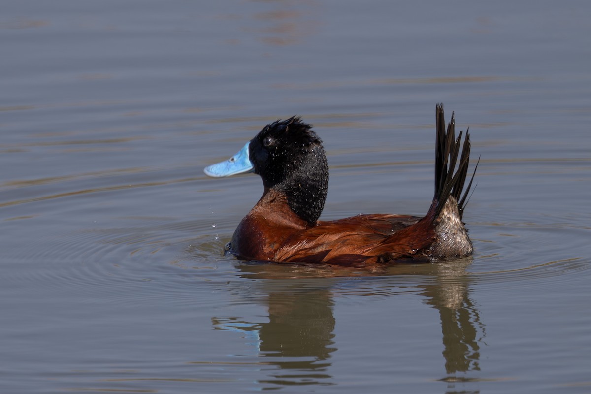 Andean Duck - Dave Howes