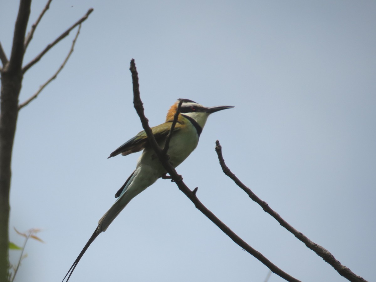 White-throated Bee-eater - Jose Estrada