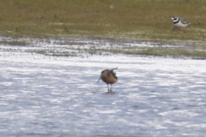 Long-billed Dowitcher - ML616271267