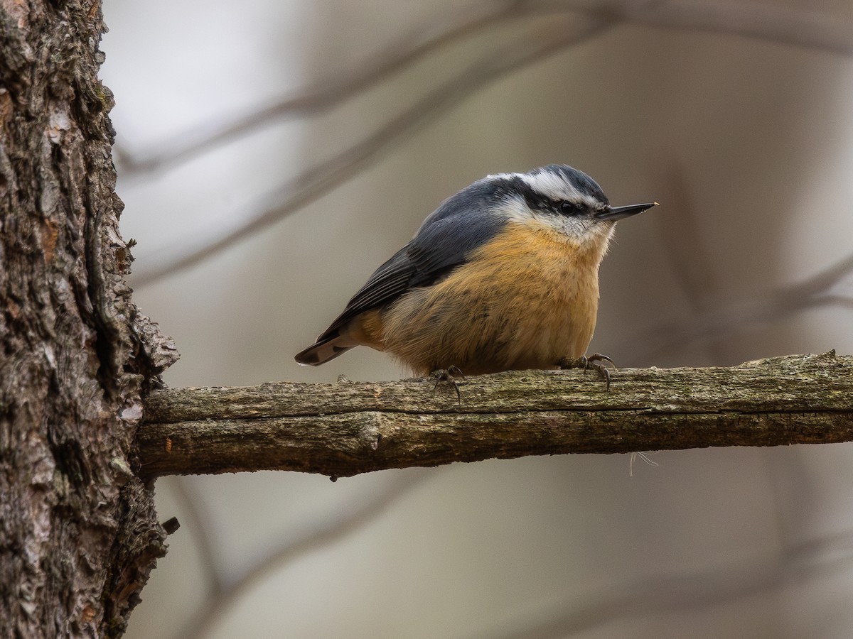 Red-breasted Nuthatch - ML616271320