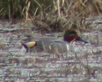 Green-winged Teal (American) - Erica Quin-Easter