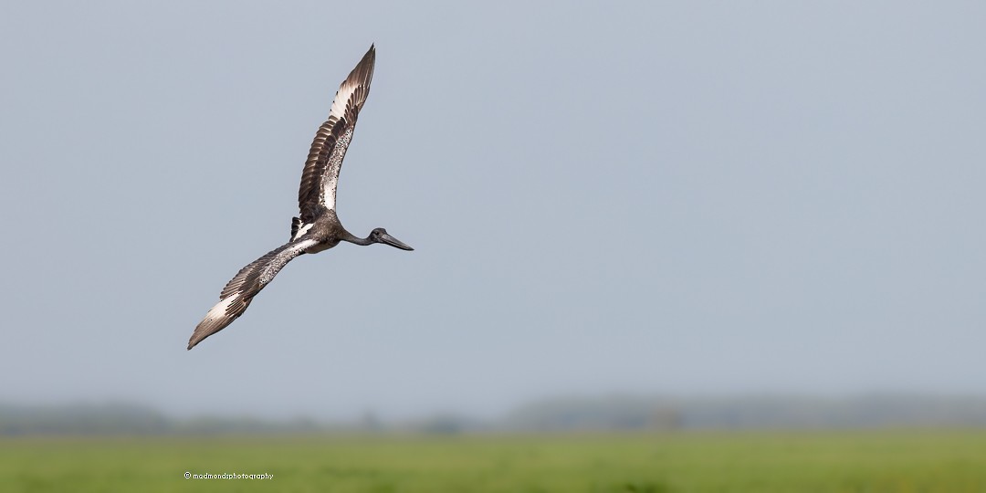 Black-necked Stork - ML616271419