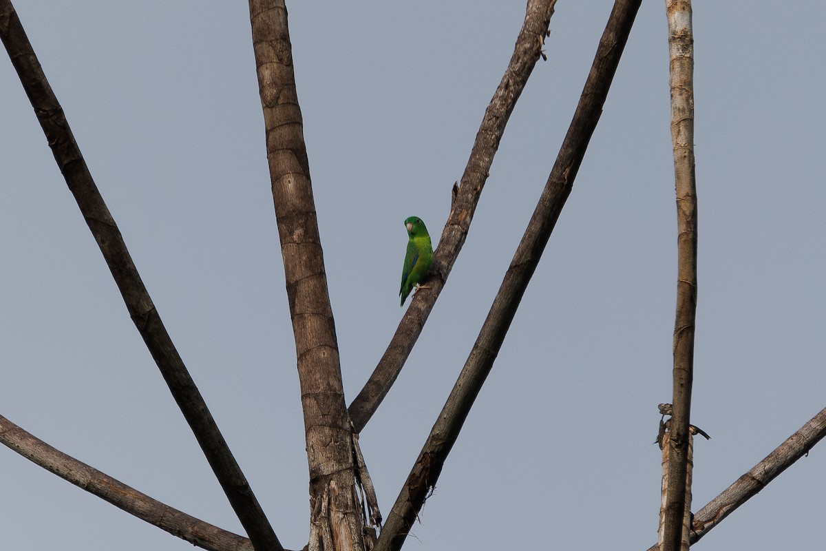 papoušíček amazonský - ML616271420