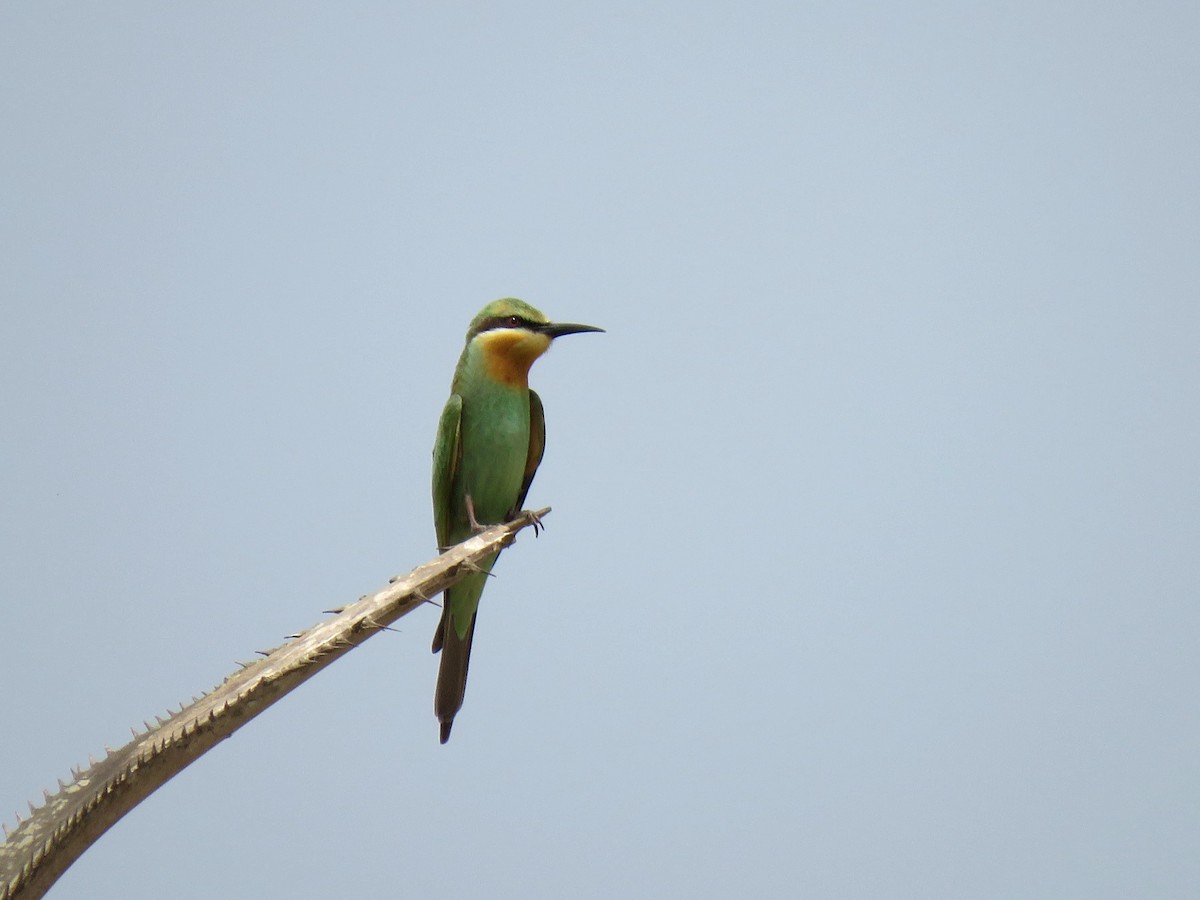 Blue-cheeked Bee-eater - ML616271422