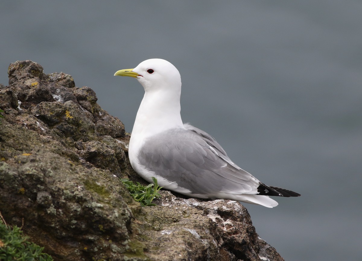Mouette tridactyle - ML616271559