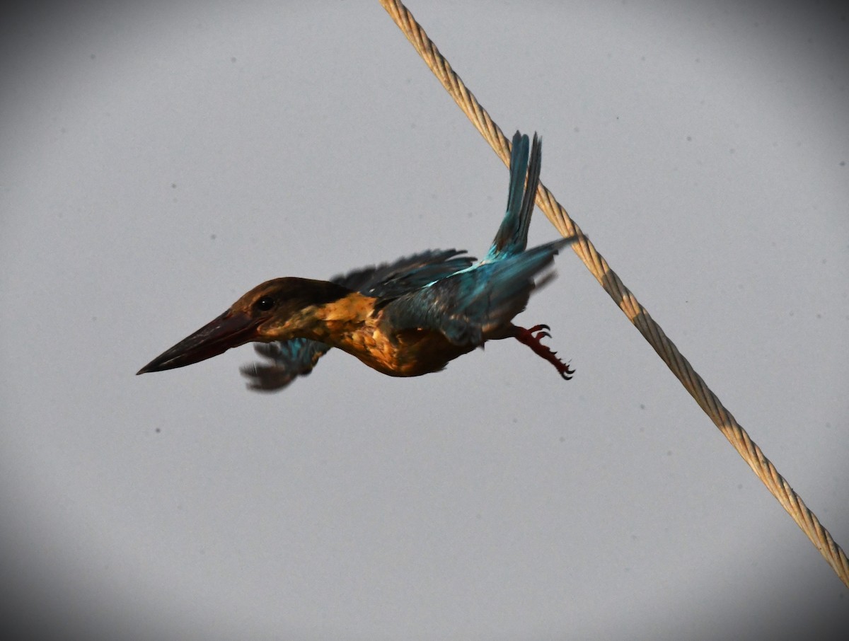 Stork-billed Kingfisher - ML616272161