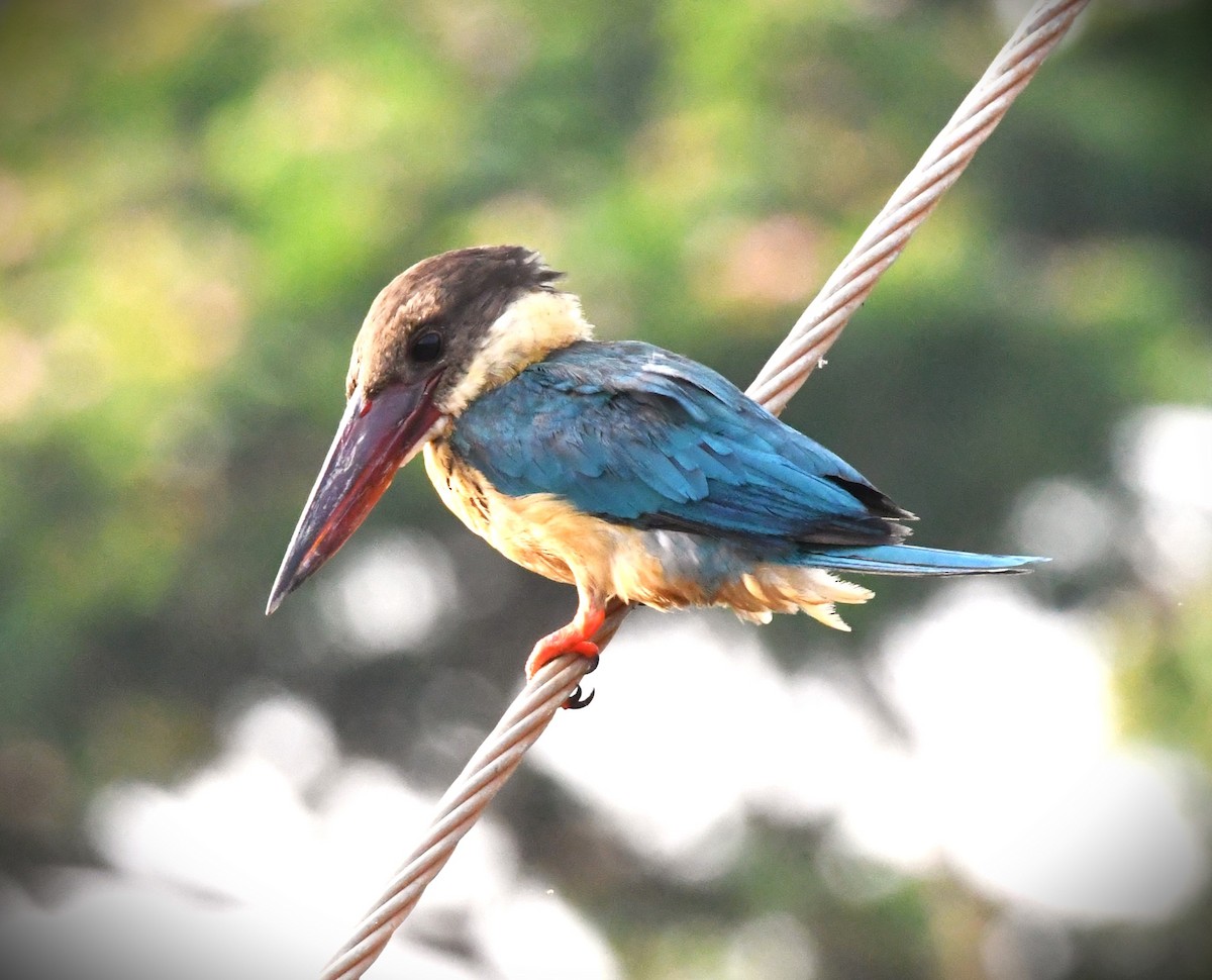 Stork-billed Kingfisher - ML616272167