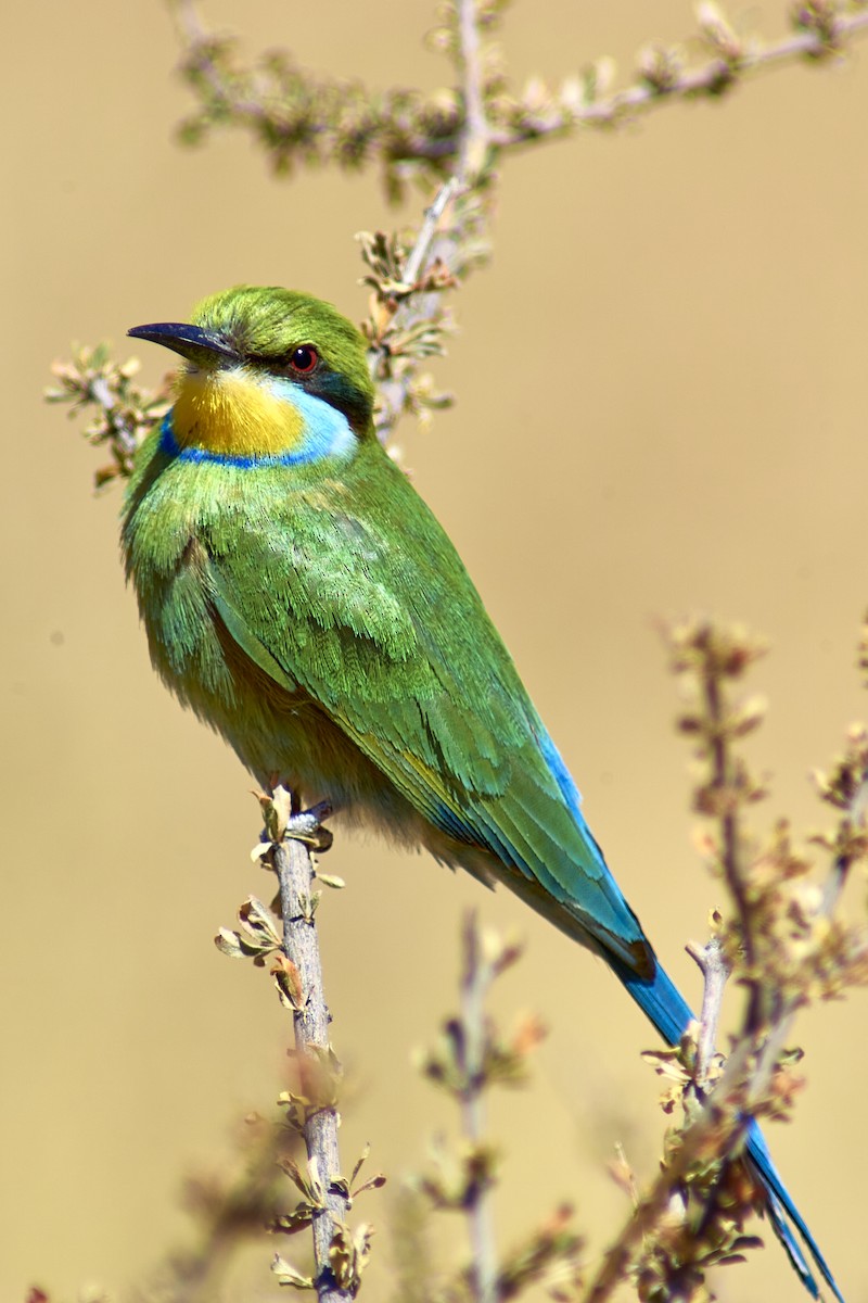 Swallow-tailed Bee-eater - ML616272217