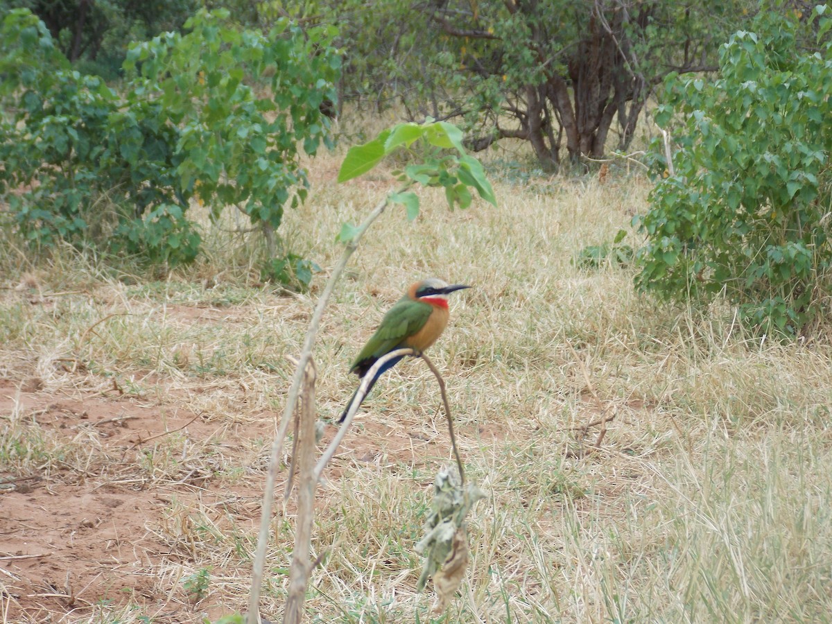 White-fronted Bee-eater - ML616272243