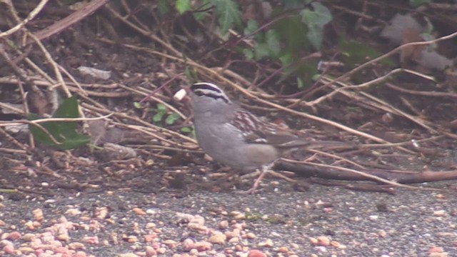 White-crowned Sparrow - ML616272288