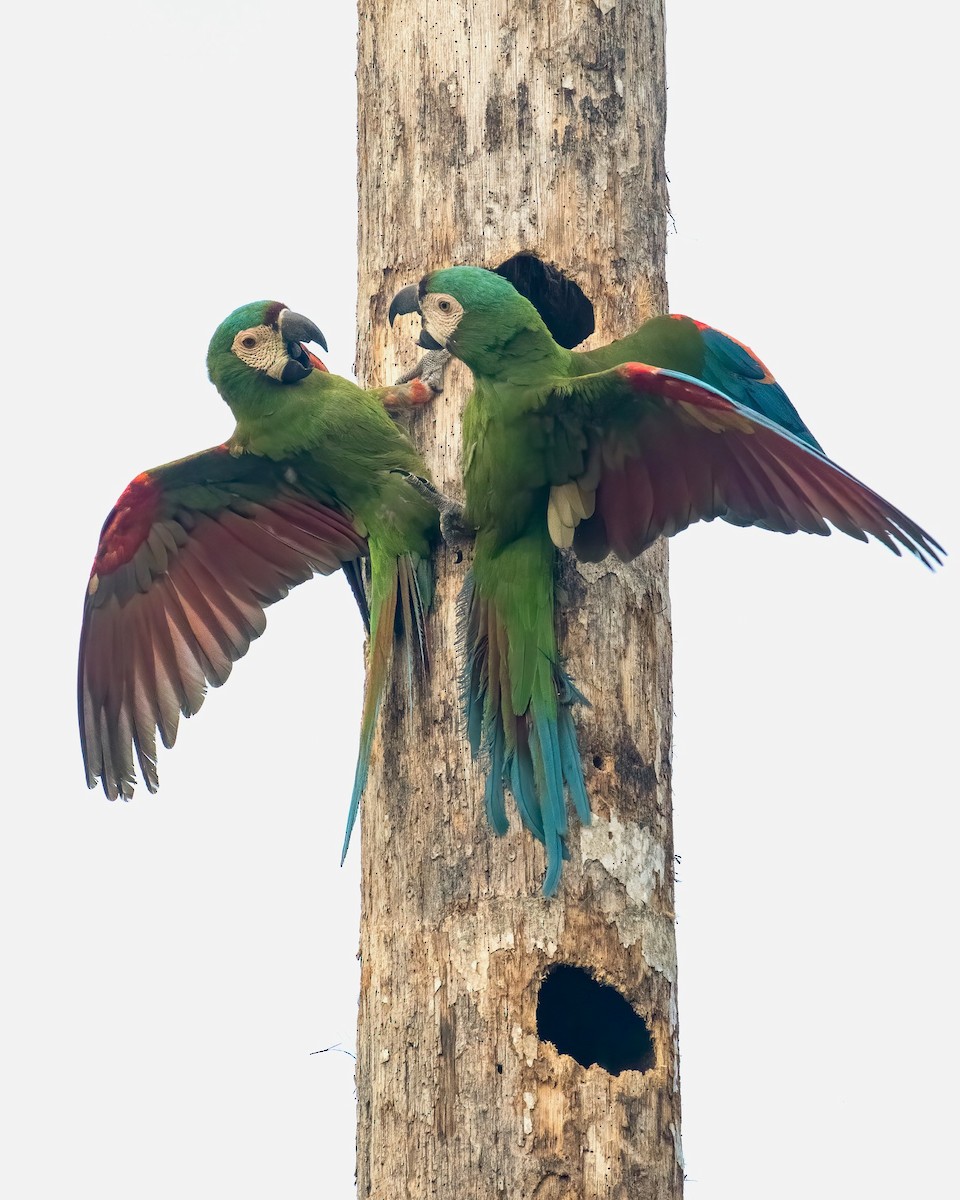 Chestnut-fronted Macaw - ML616272308