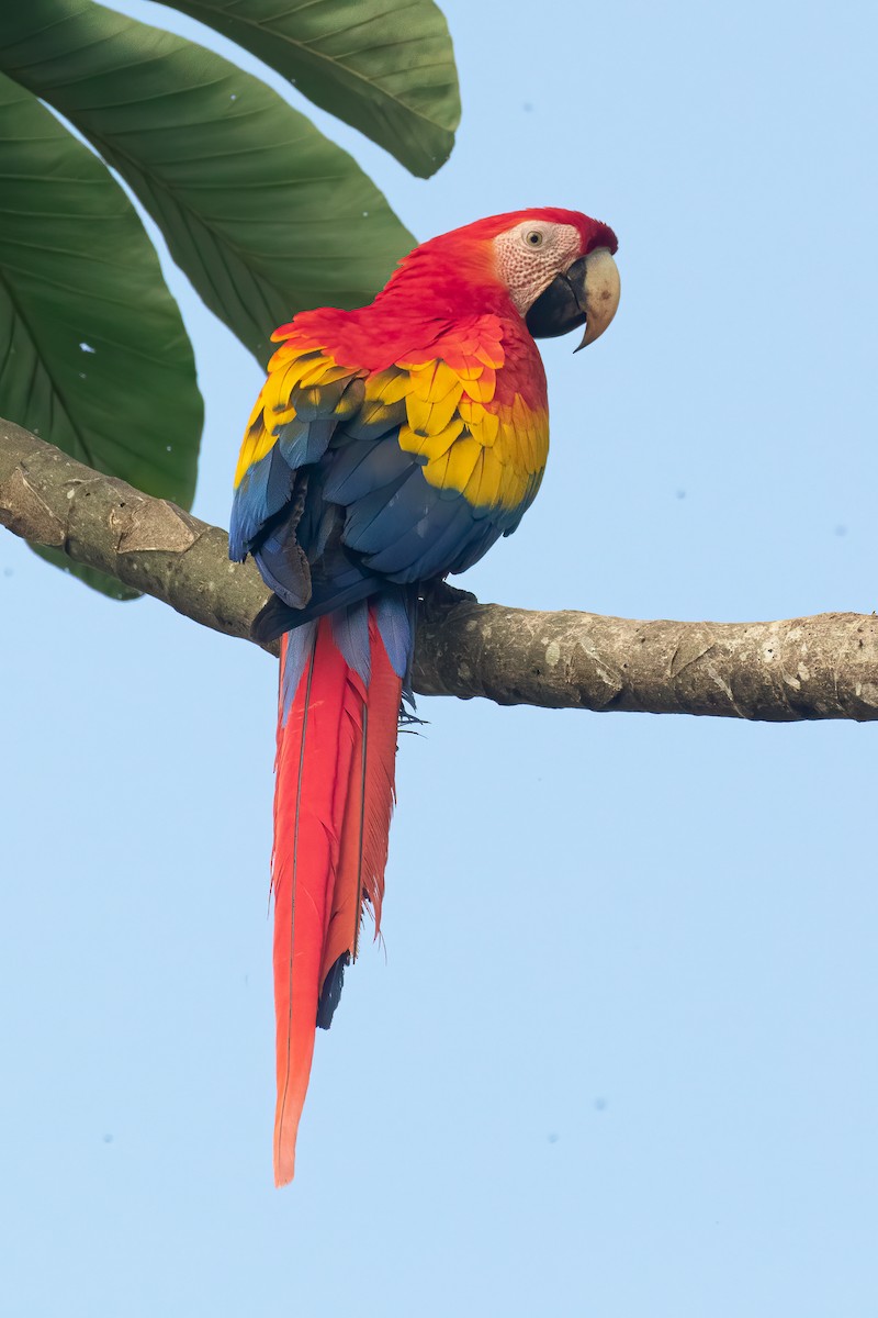 Scarlet Macaw - ML616272327