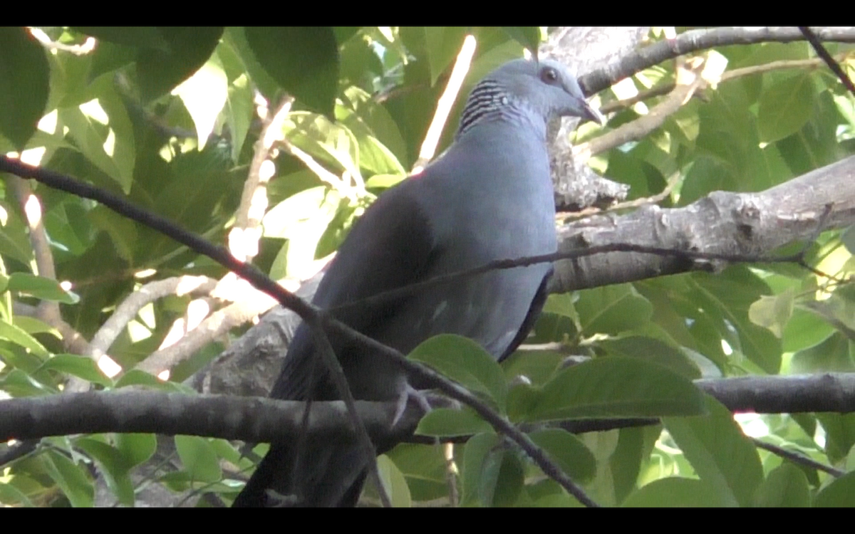 Nilgiri Wood-Pigeon - ML616272510
