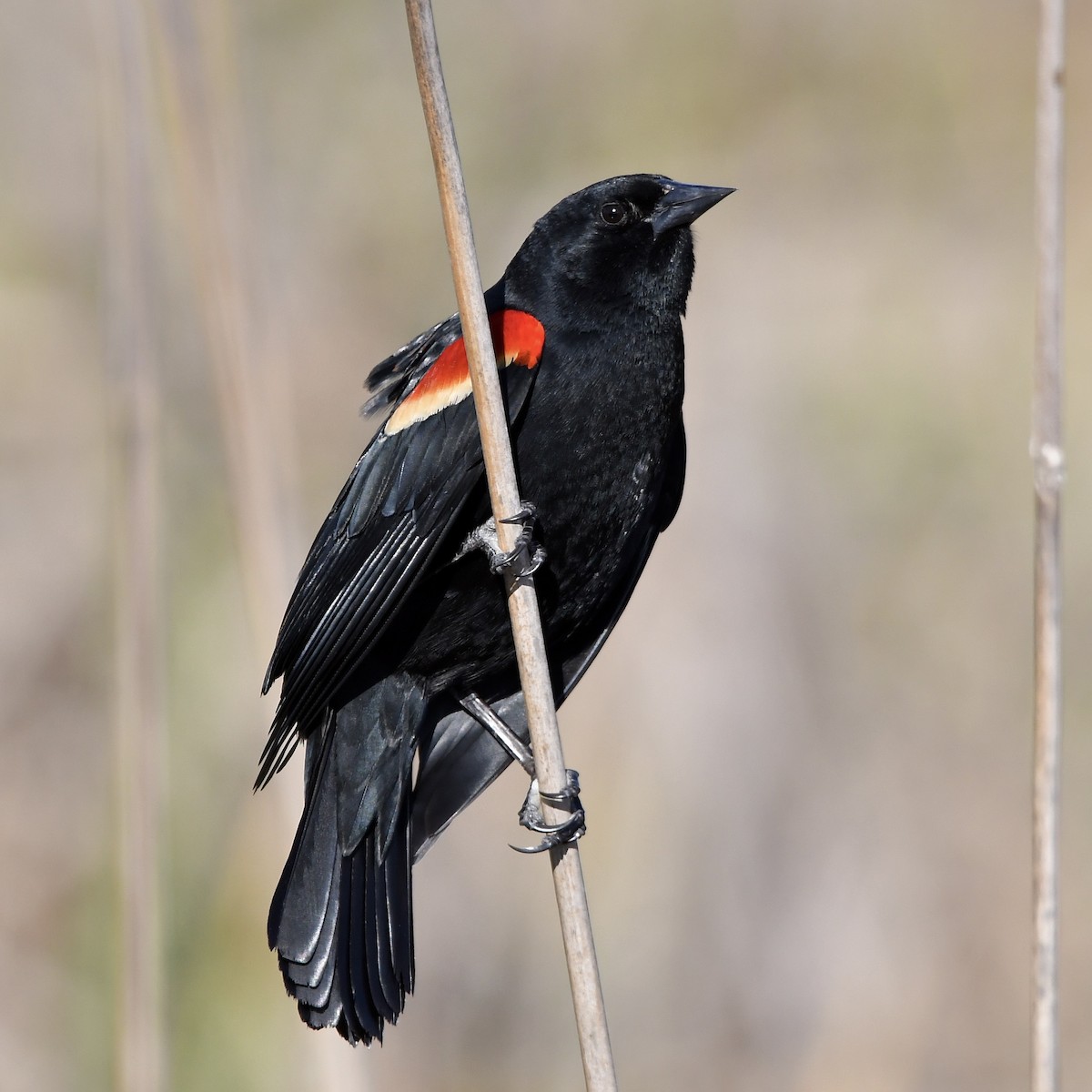 Red-winged Blackbird - ML616272519