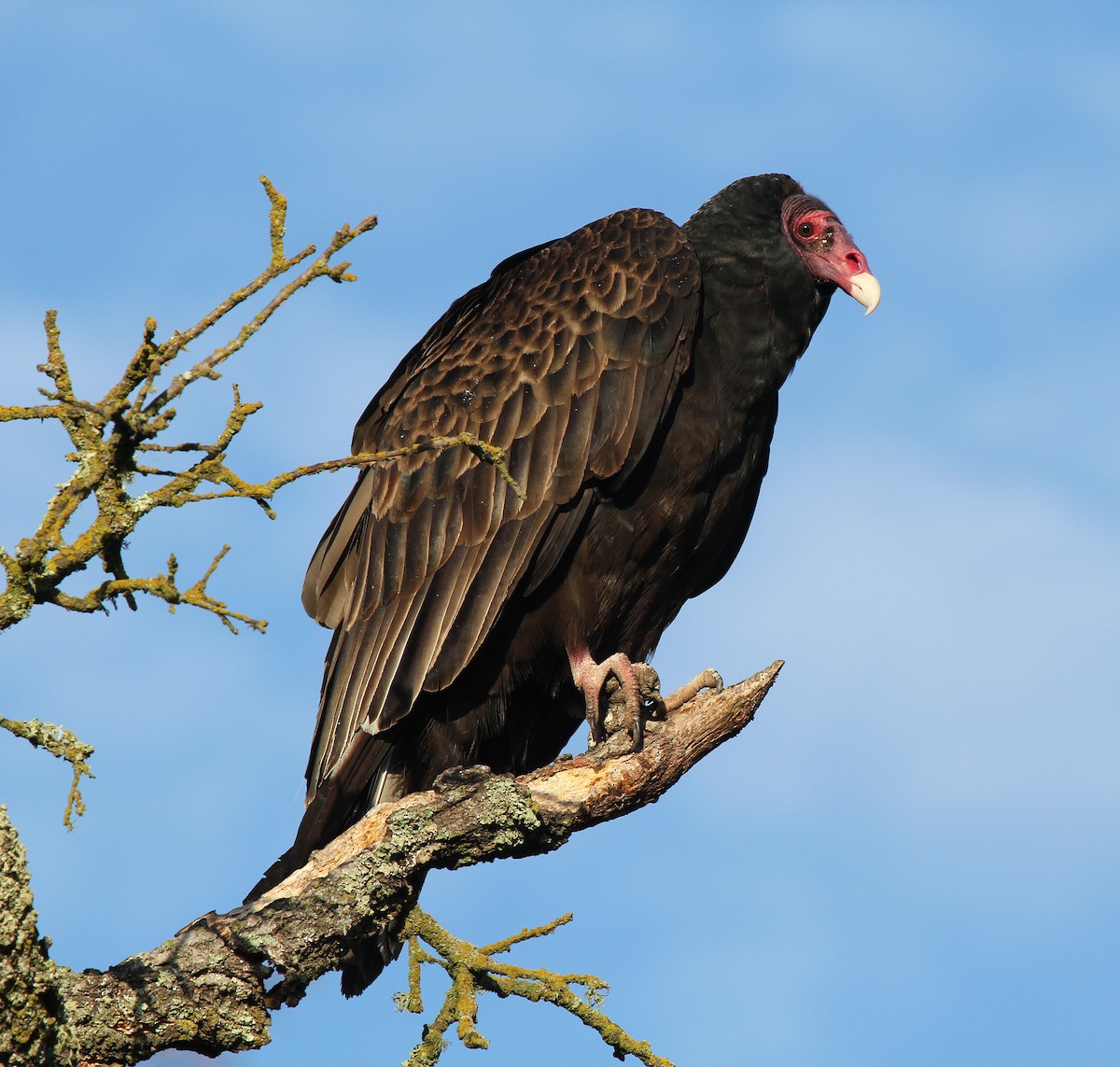 Turkey Vulture - ML616272613