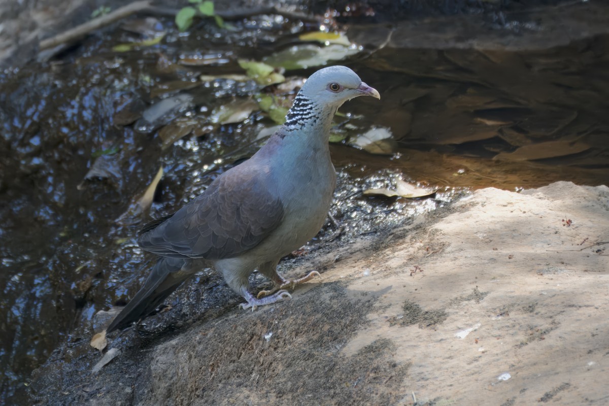 Nilgiri Wood-Pigeon - ML616272720