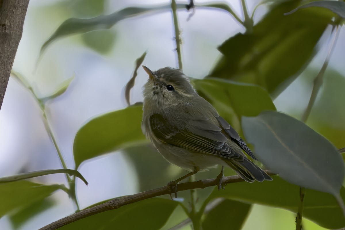 Yellow-browed Warbler - ML616272725