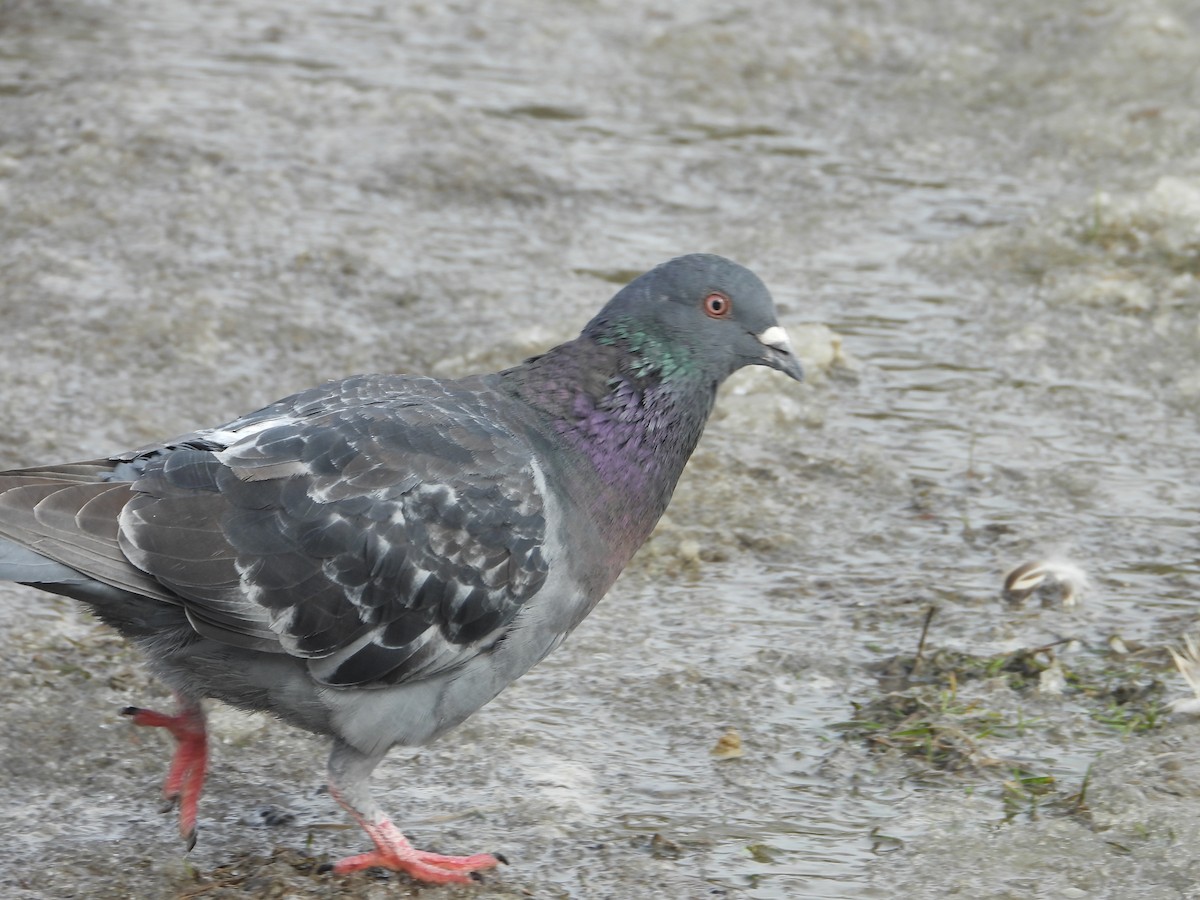 Rock Pigeon (Feral Pigeon) - Denis Provencher COHL