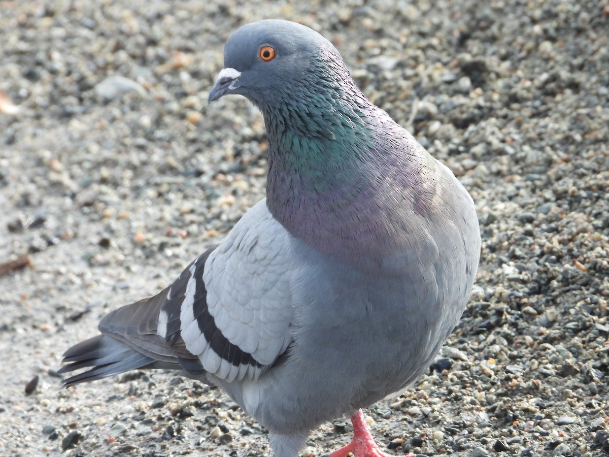 Rock Pigeon (Feral Pigeon) - ML616272914