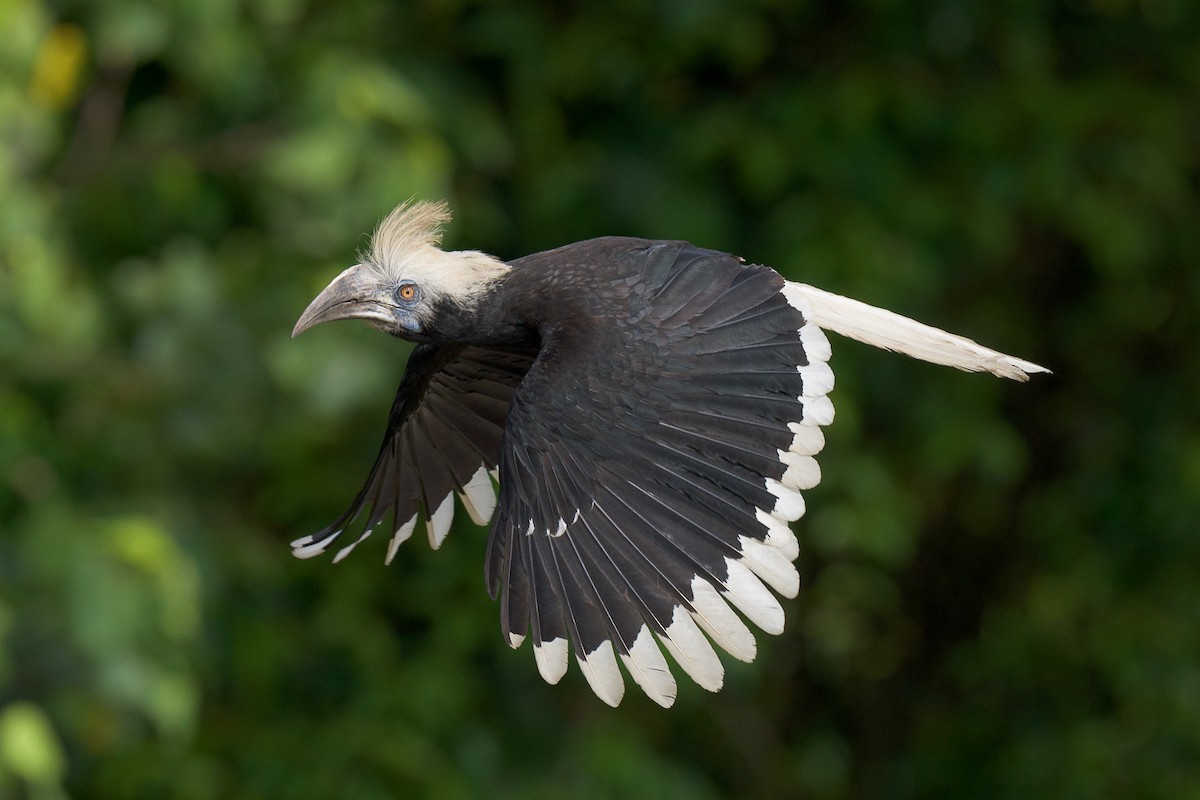 White-crowned Hornbill - Francis Yap