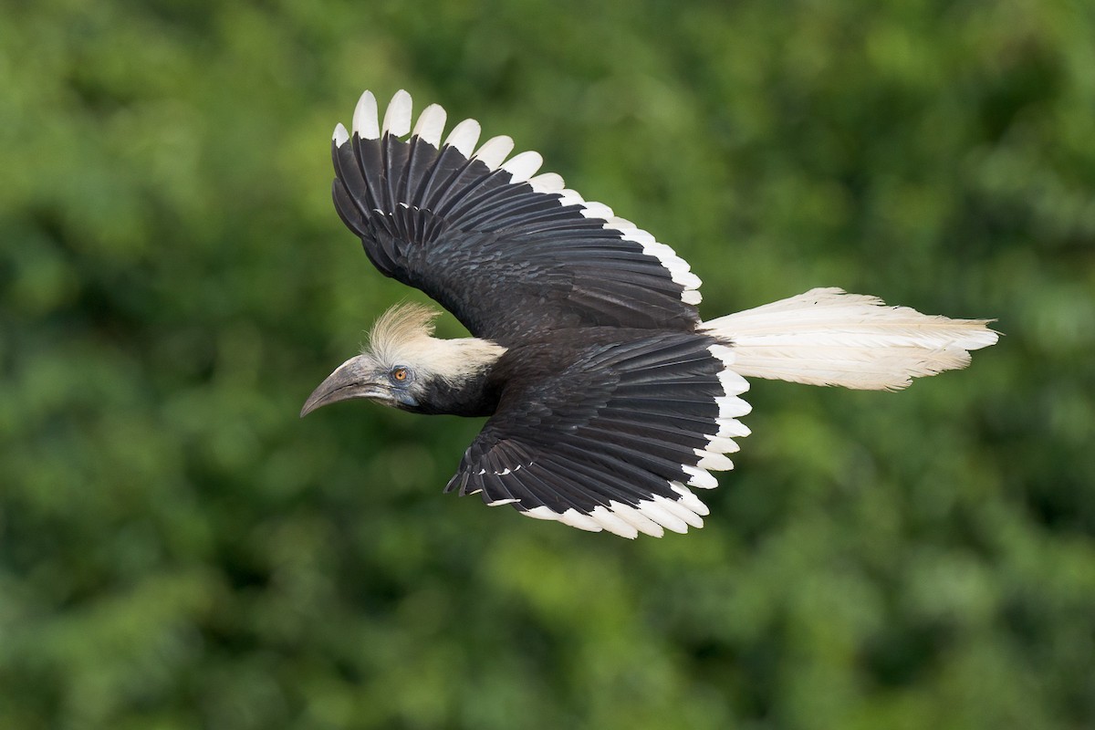 White-crowned Hornbill - Francis Yap
