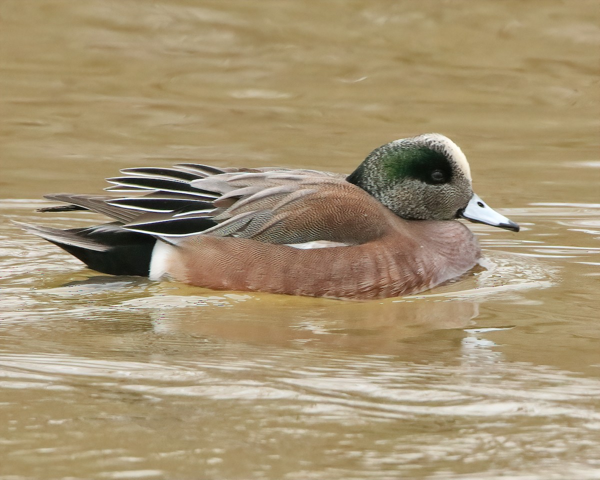 American Wigeon - Mike Smith
