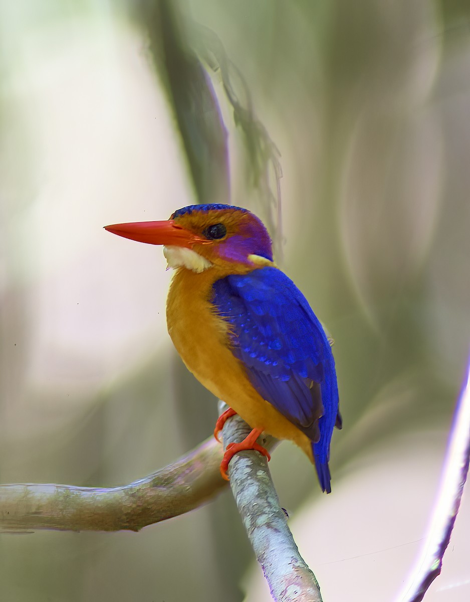 African Pygmy Kingfisher - Roland Bischoff
