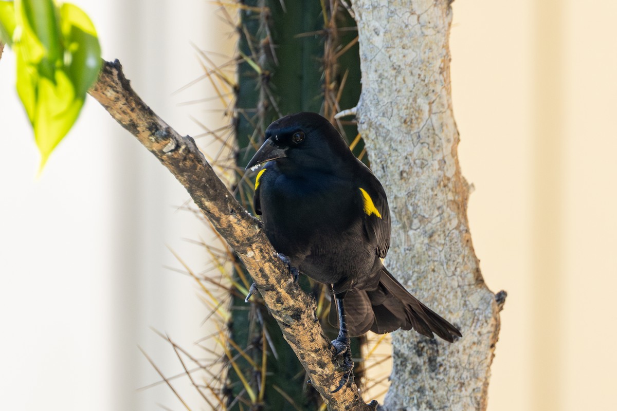 Yellow-shouldered Blackbird - ML616273086