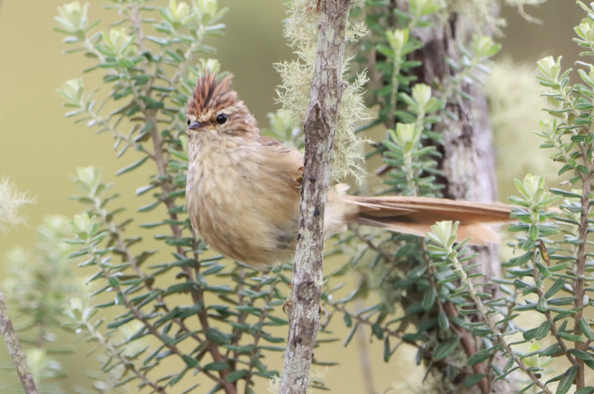 Striolated Tit-Spinetail - ML616273130