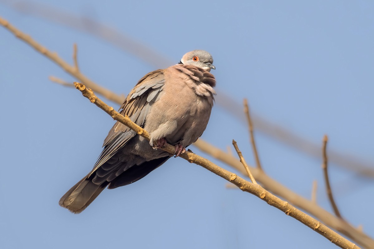 Mourning Collared-Dove - ML616273239