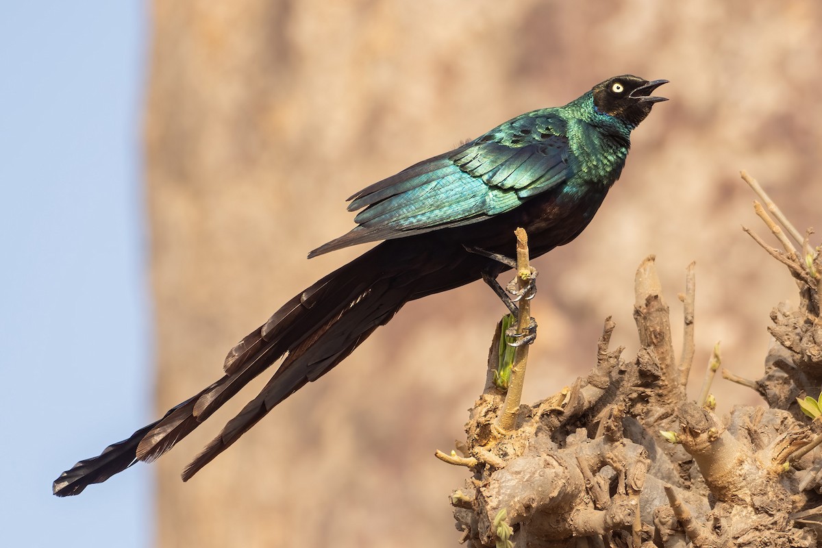 Long-tailed Glossy Starling - ML616273268