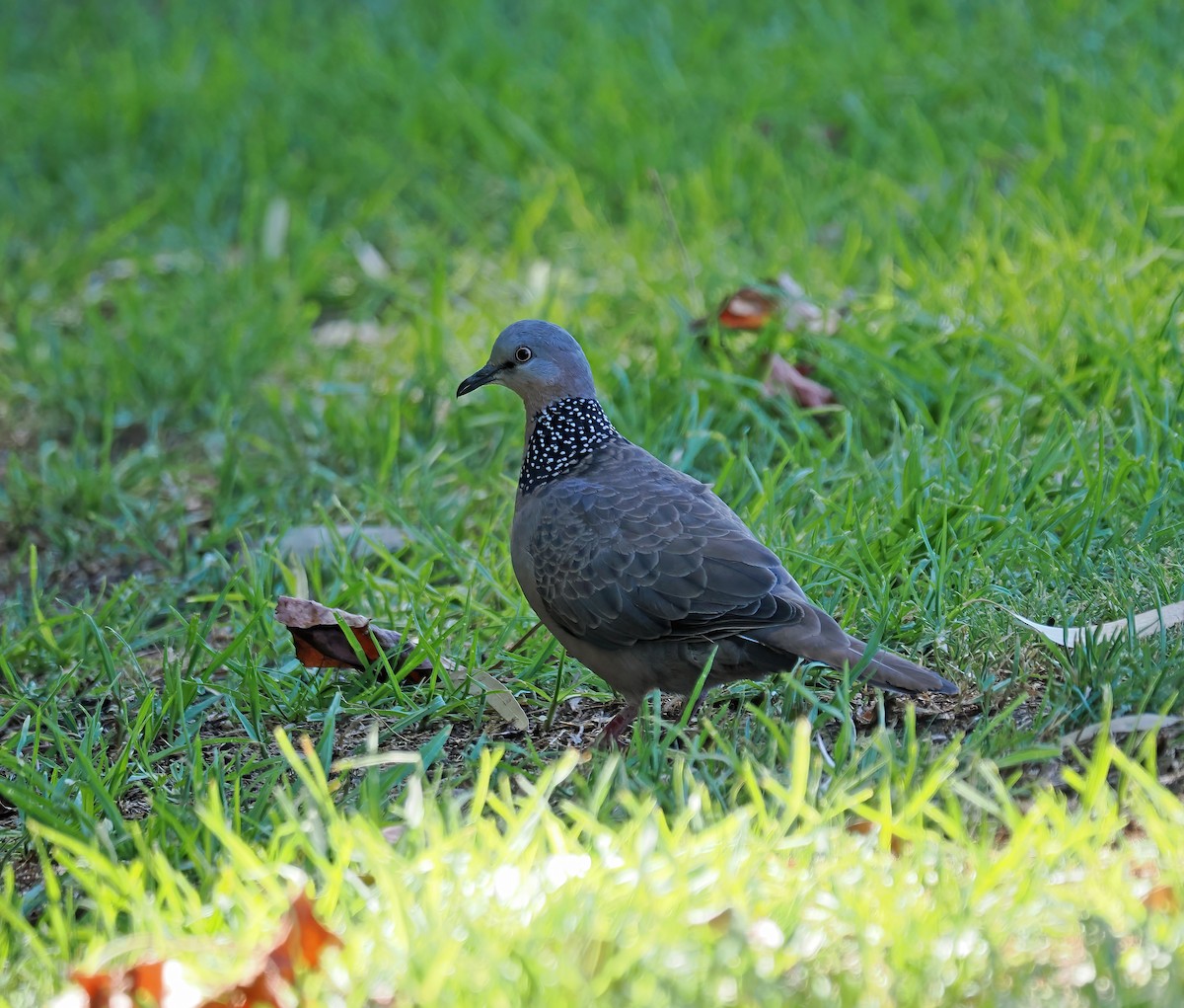 Spotted Dove - ML616273490