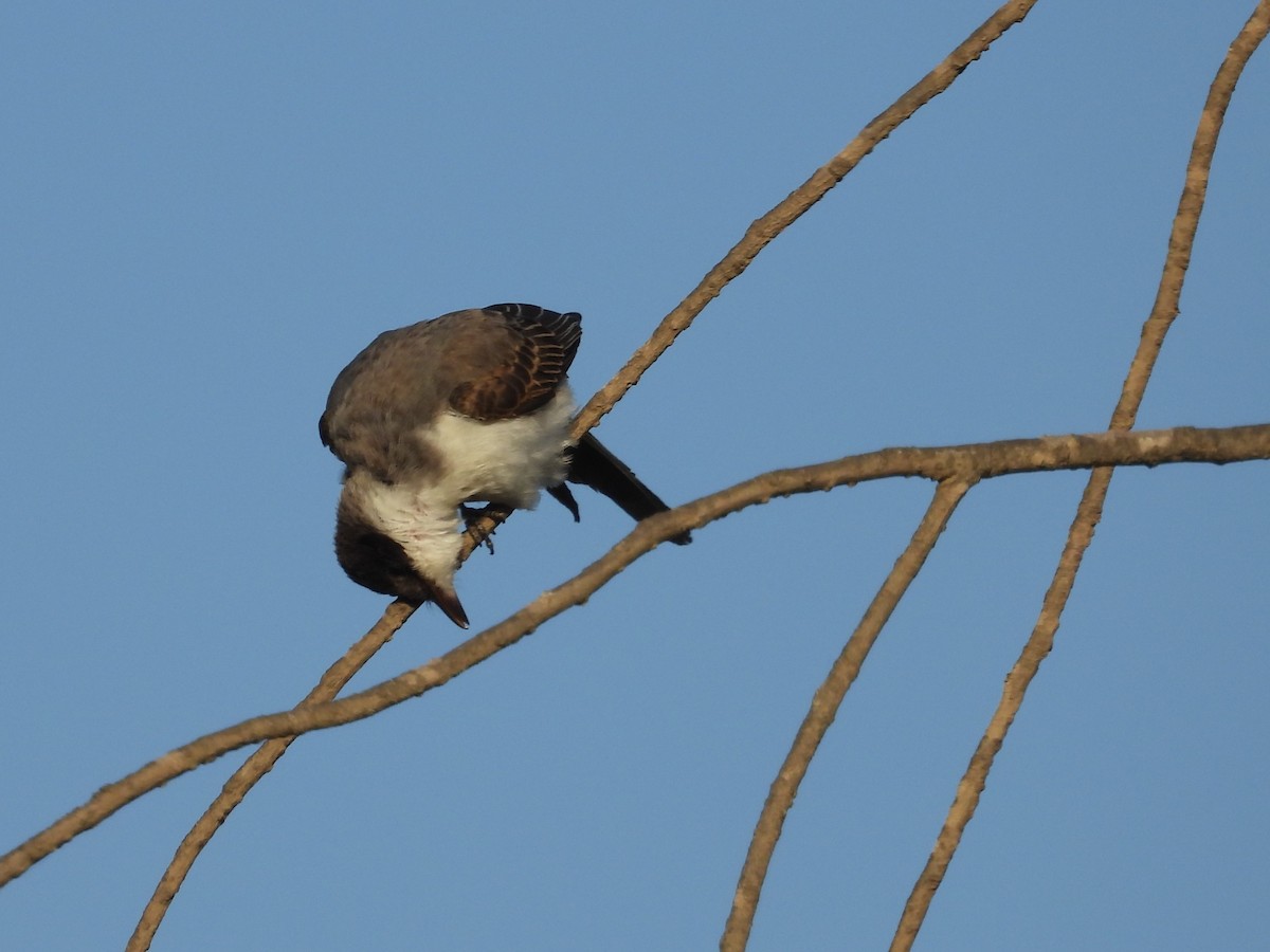 Fork-tailed Flycatcher - Saskia Hostens