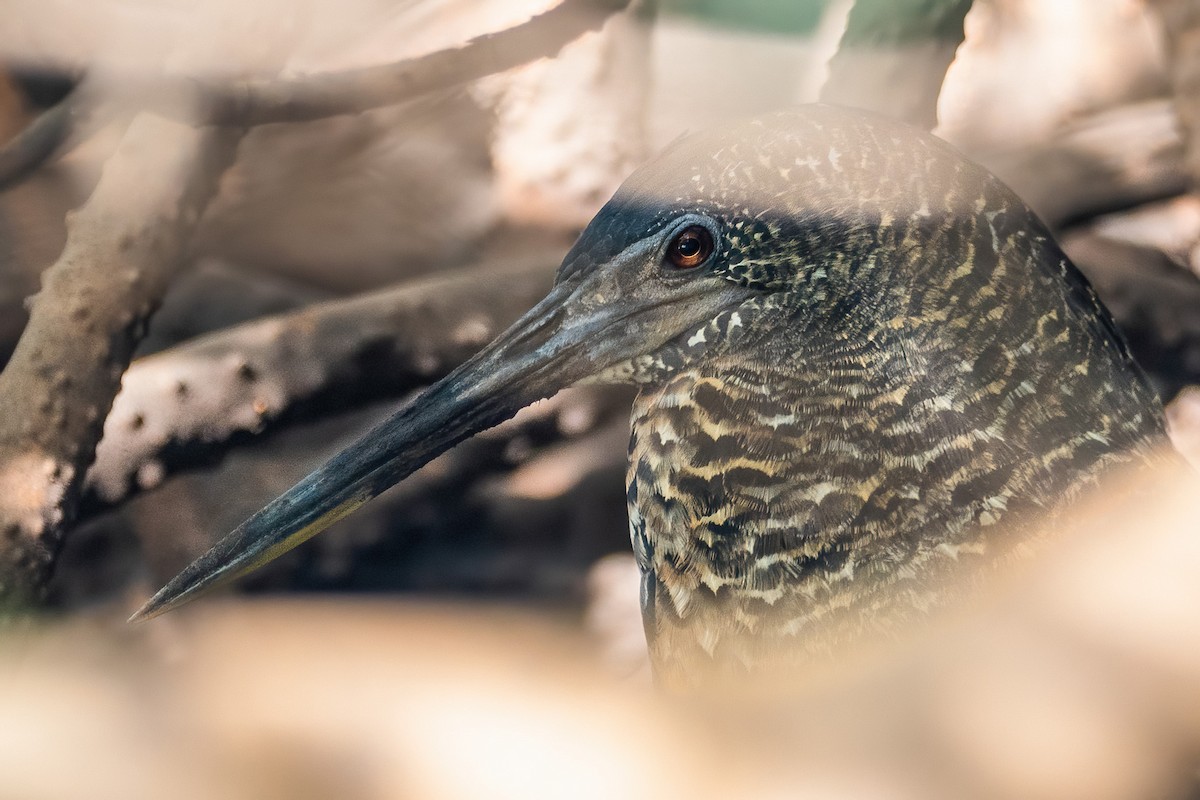 White-crested Tiger-Heron - ML616273703