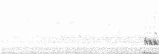Белобровый пересмешник - ML616273887