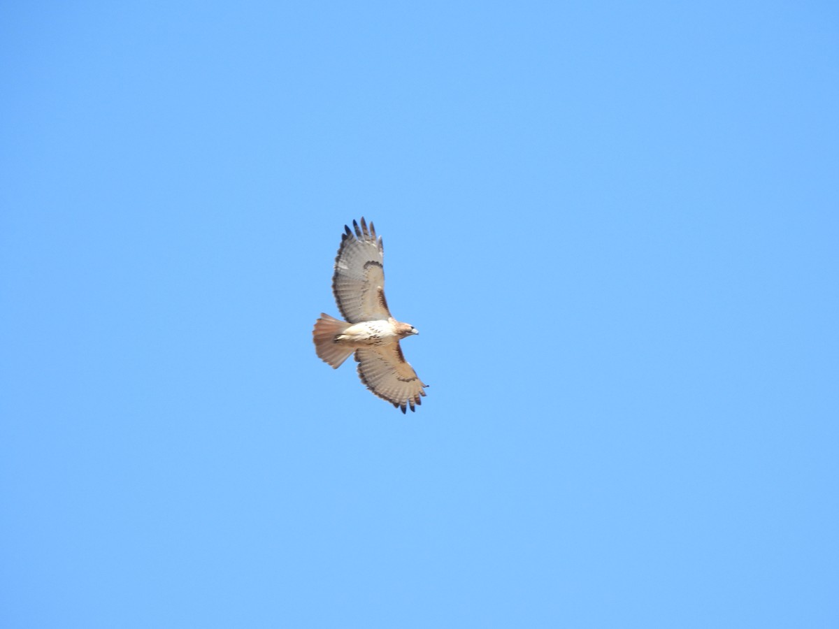 Red-tailed Hawk - ML616273894