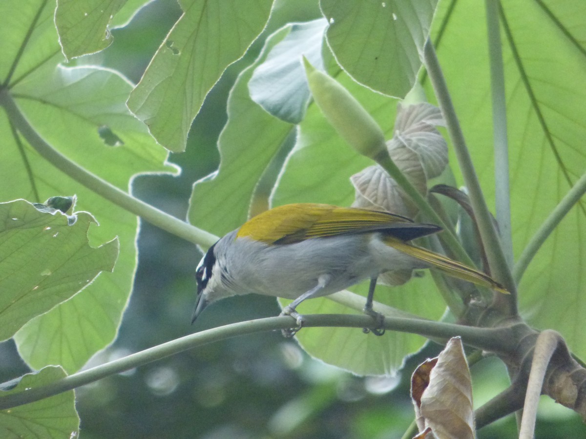 Black-crowned Palm-Tanager - ML616273921